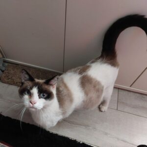 Koumy ♀️ adoption en cours