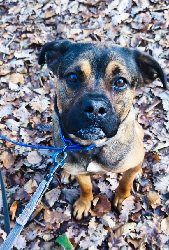 Pancake ♂️ – Image 22