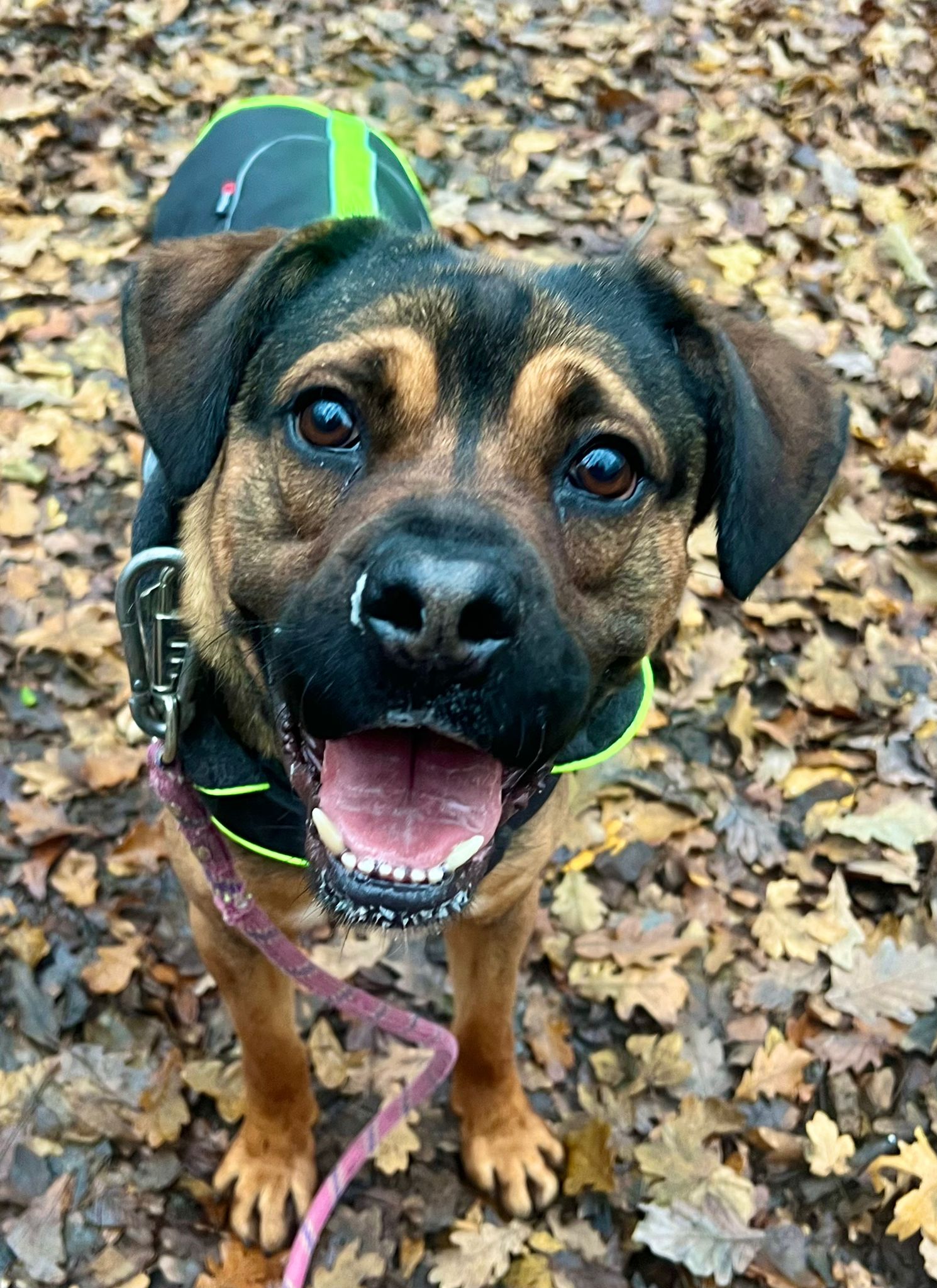 Pancake ♂️ – Image 26