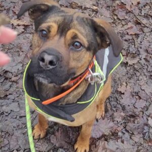 Pancake ♂️ adoption en cours