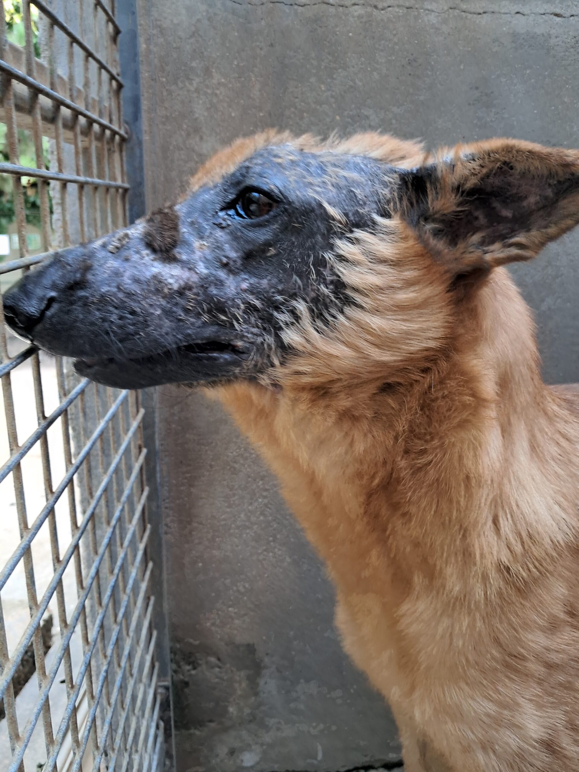 Giroux ♂️ – Image 2