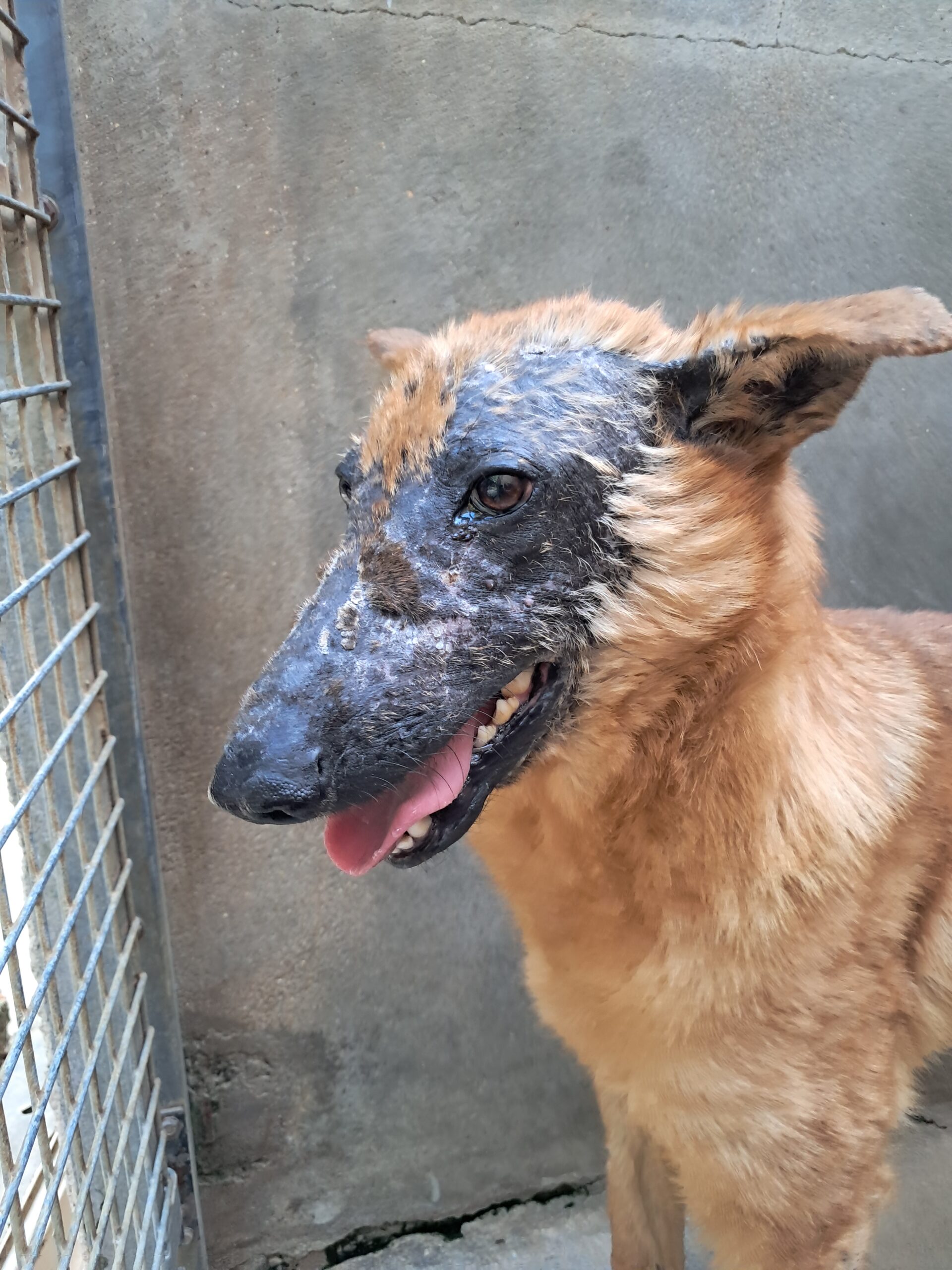 Giroux ♂️ – Image 3