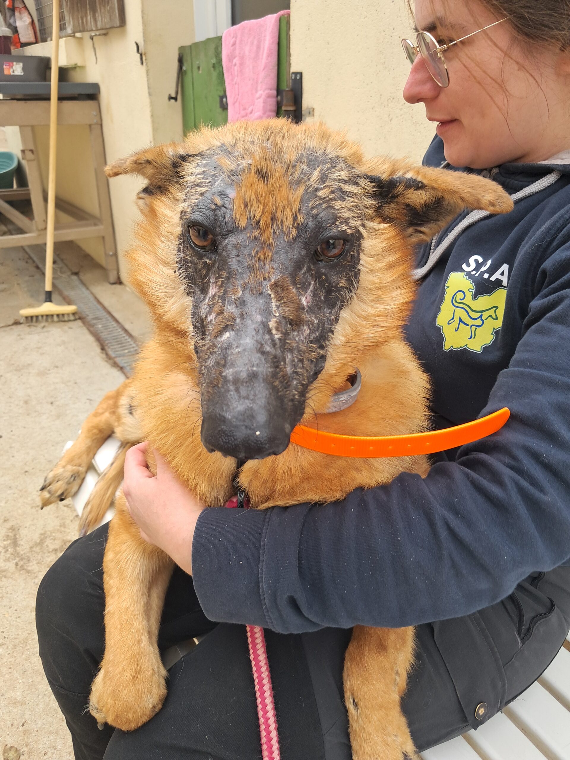 Giroux ♂️ – Image 4