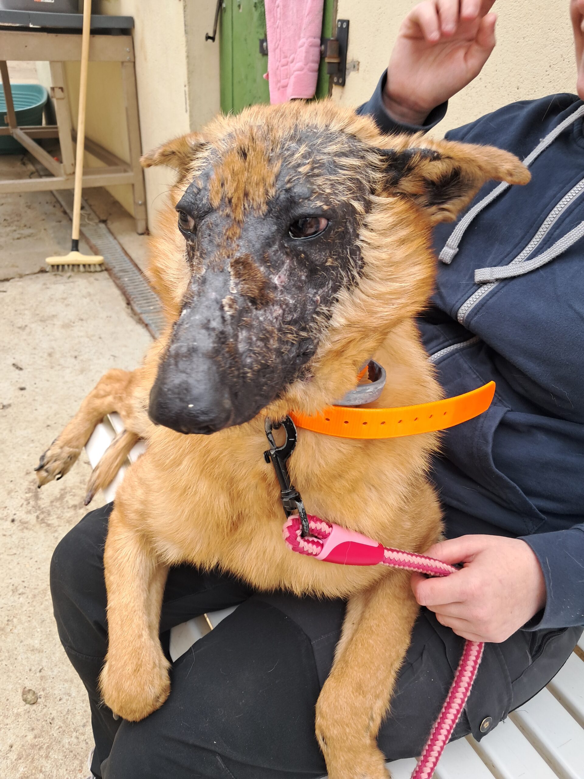 Giroux ♂️ – Image 5