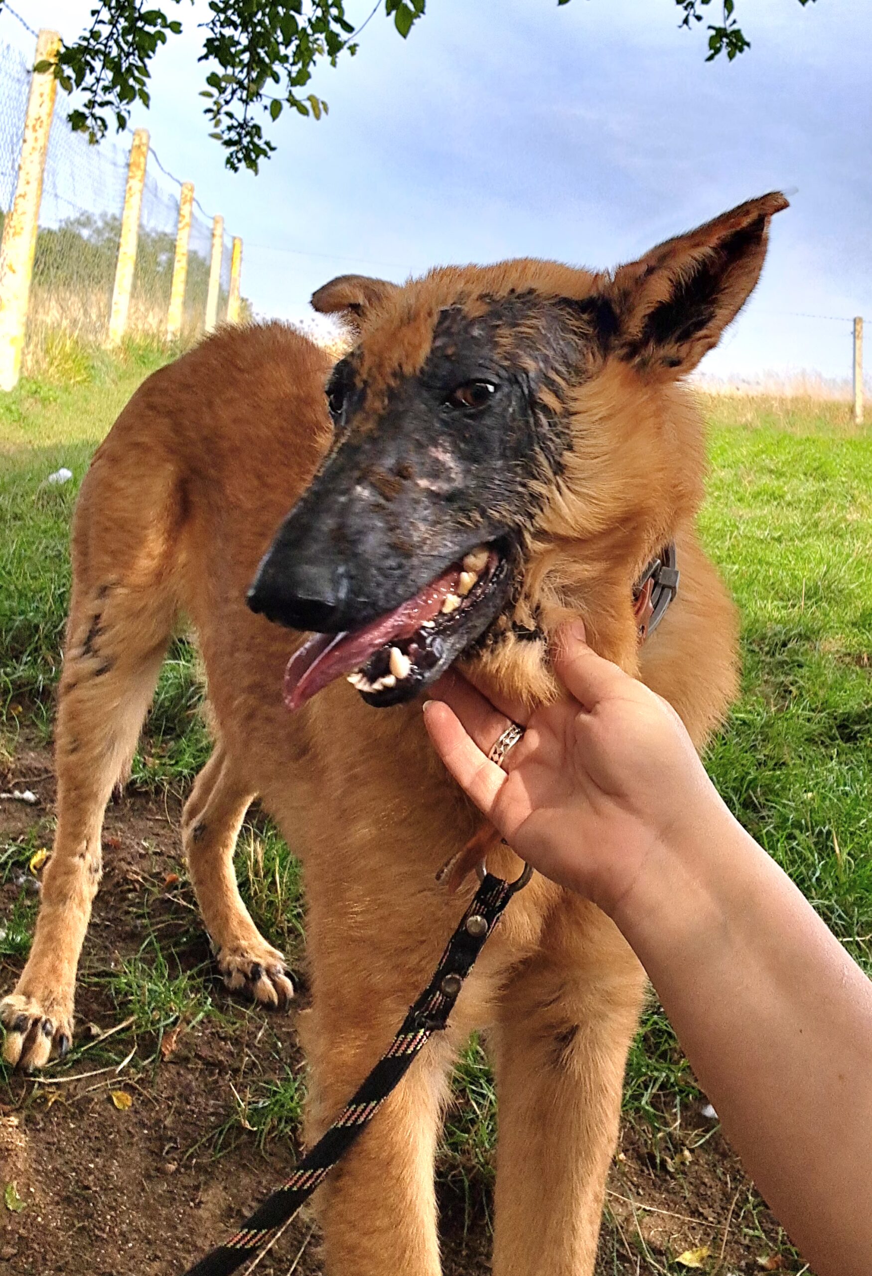 Giroux ♂️ – Image 9