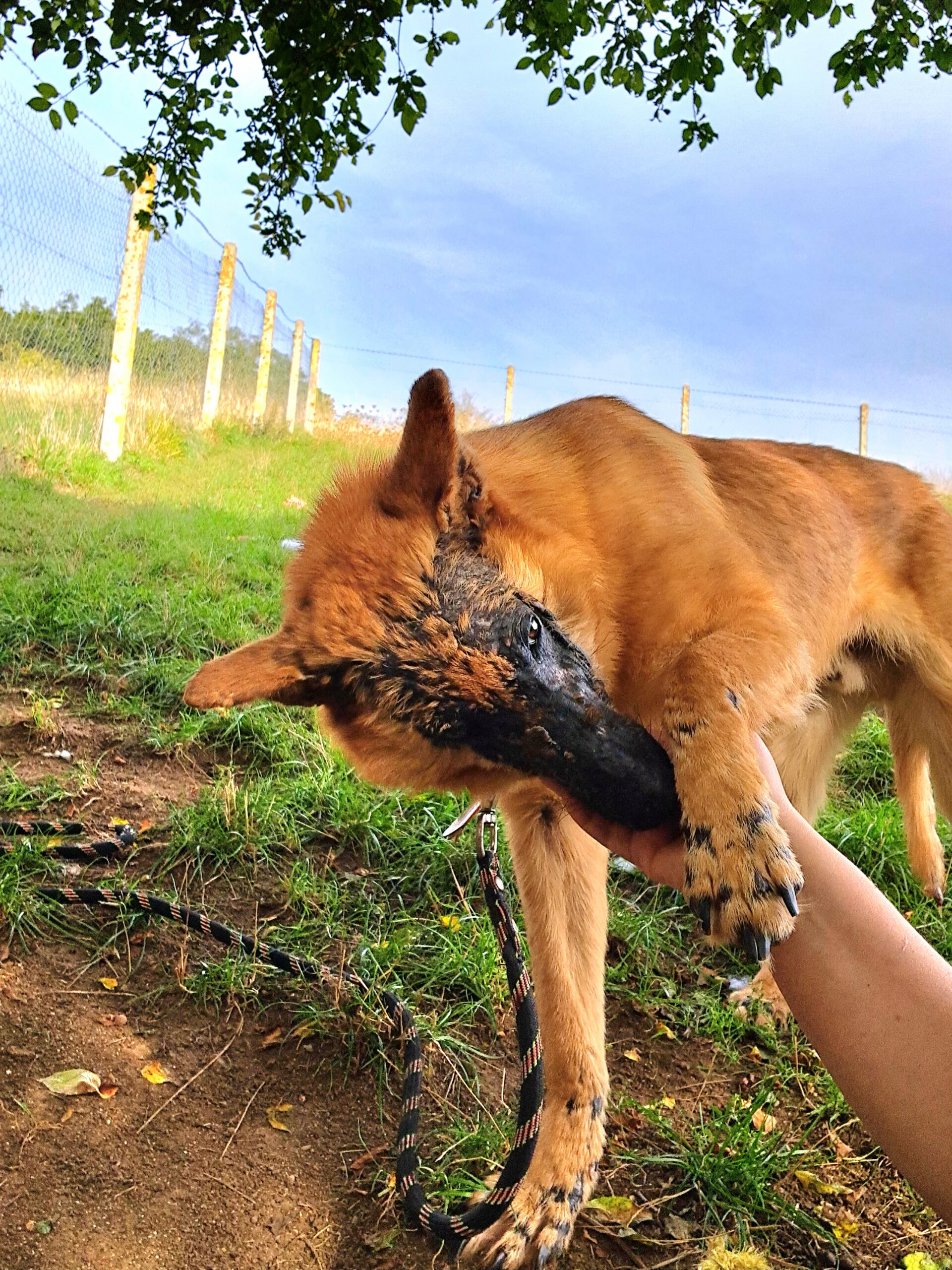 Giroux ♂️ – Image 8