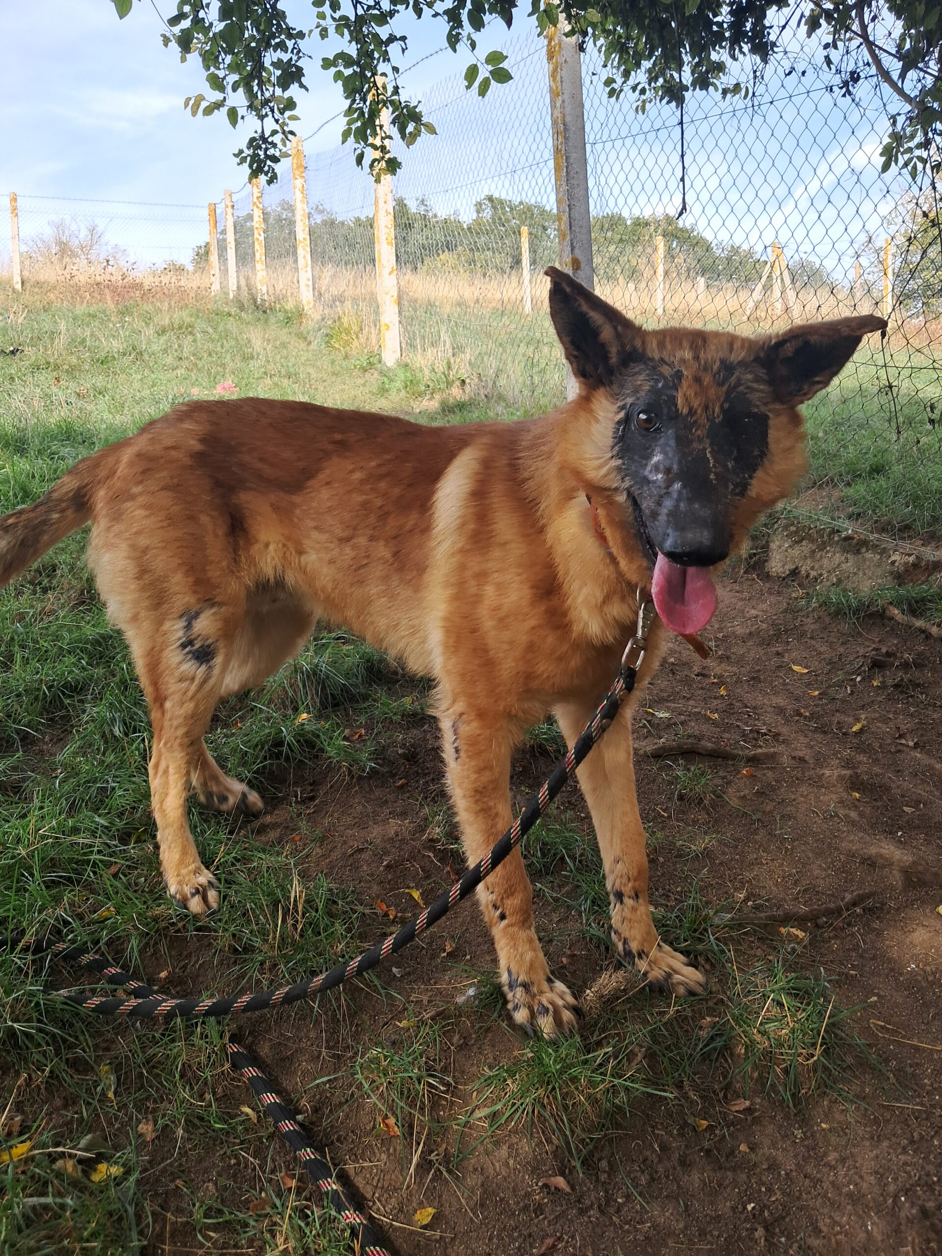 Giroux ♂️ – Image 7