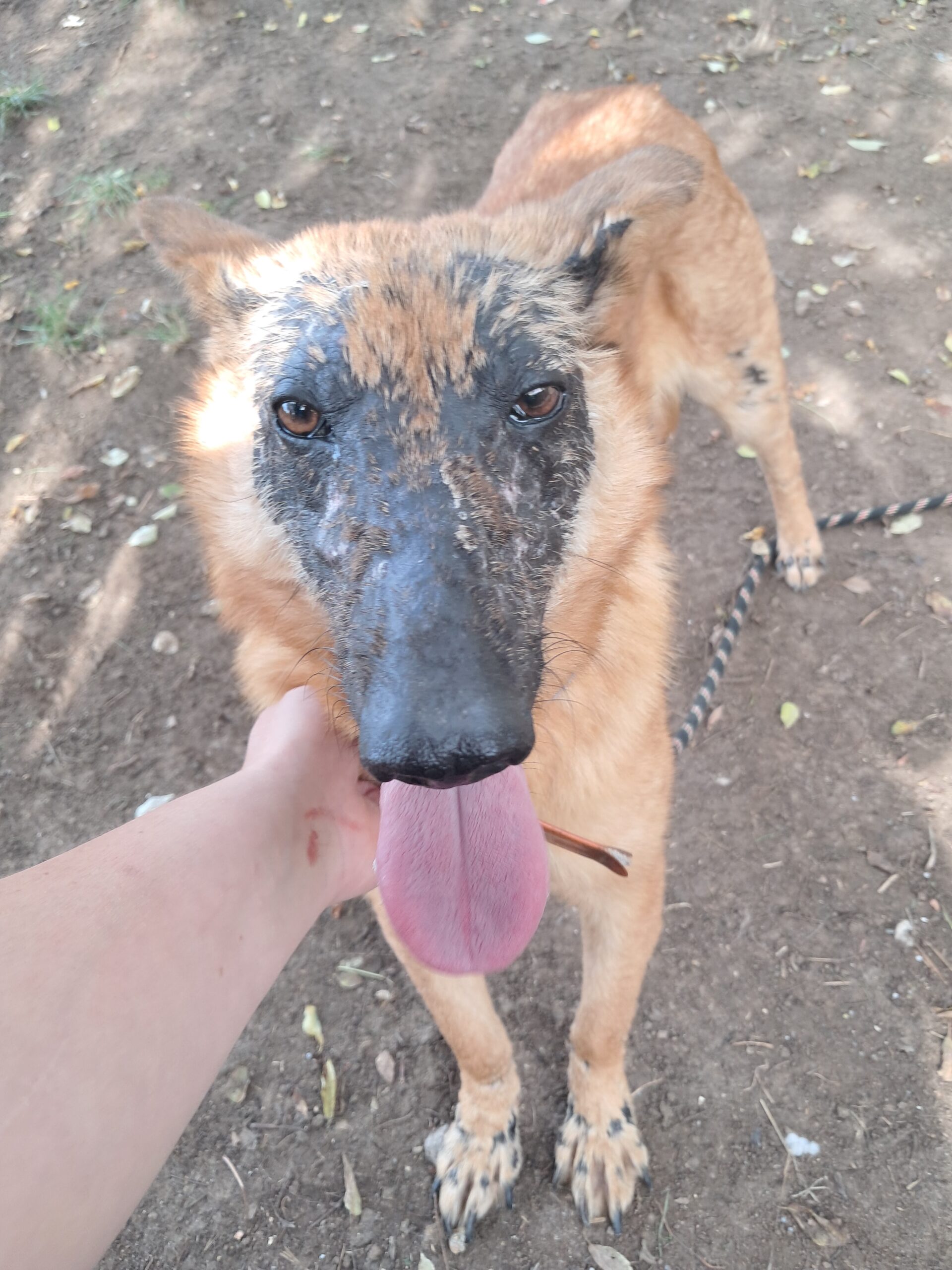 Giroux ♂️ – Image 6