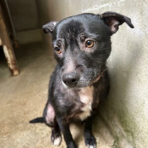 Urysse ♀️ adoption en cours