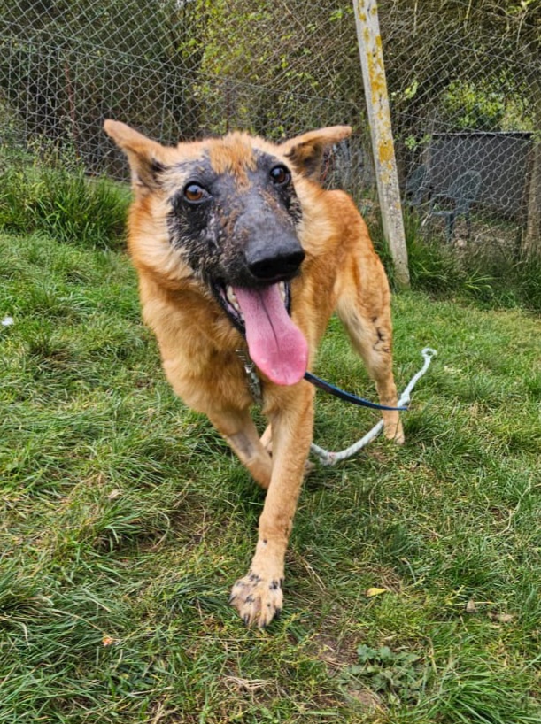 Giroux ♂️ – Image 10