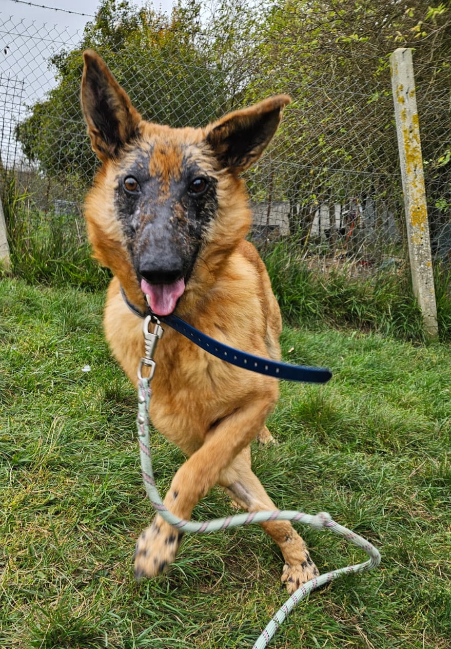 Giroux ♂️ – Image 11