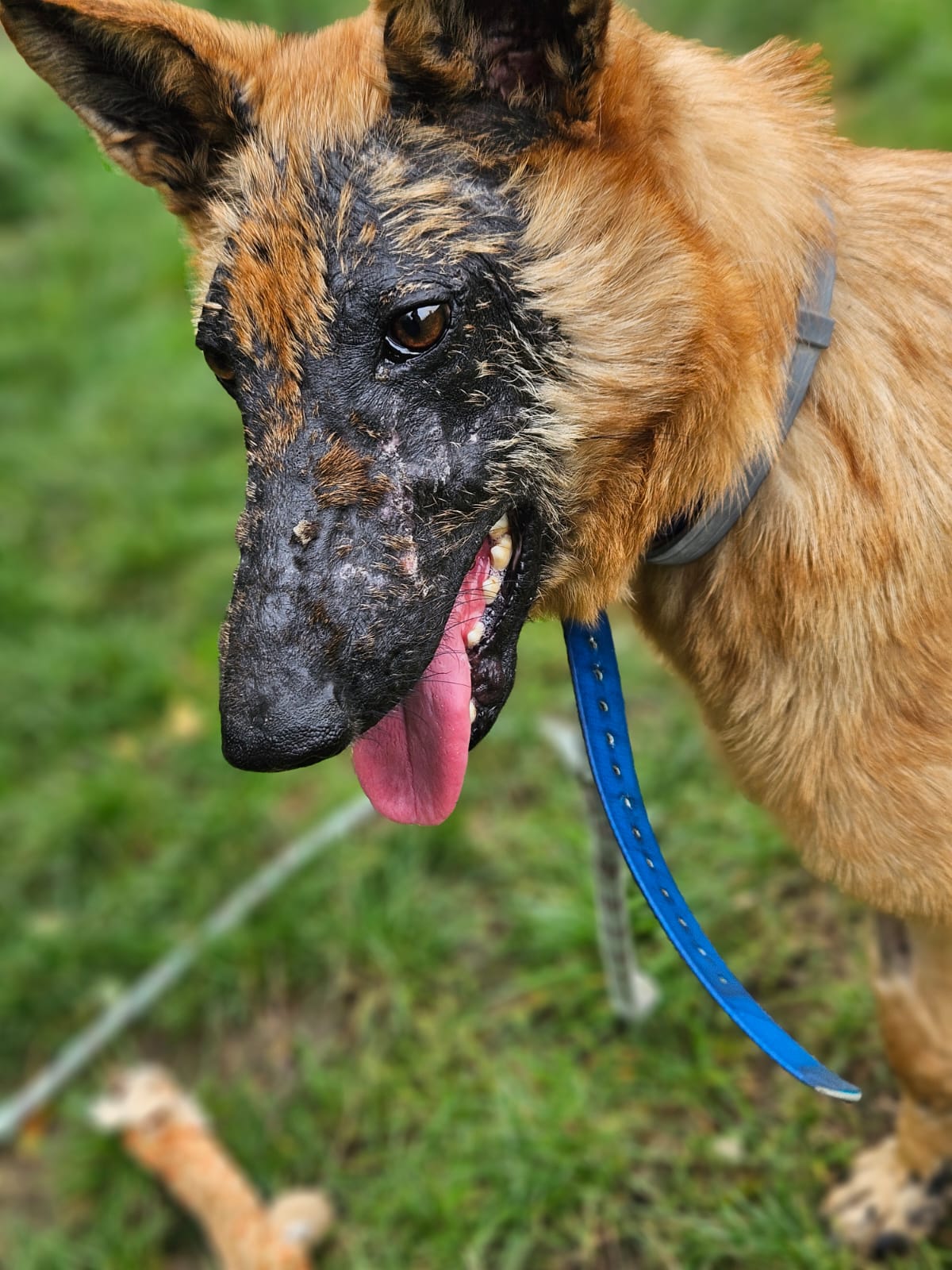 Giroux ♂️ – Image 12