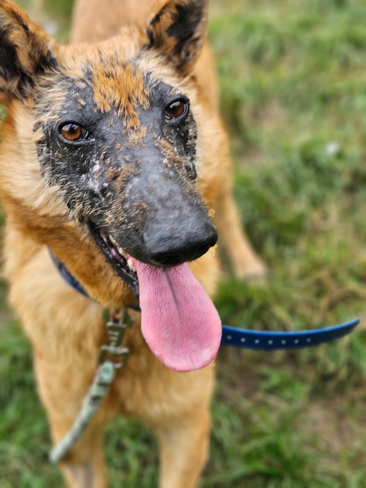 Giroux ♂️ – Image 13