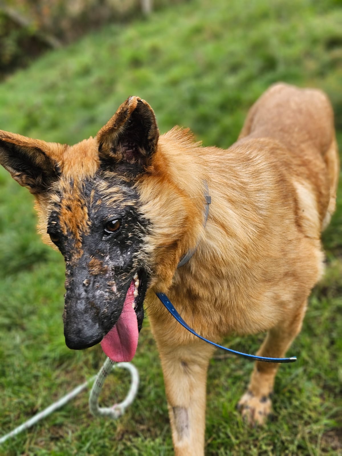 Giroux ♂️ – Image 14