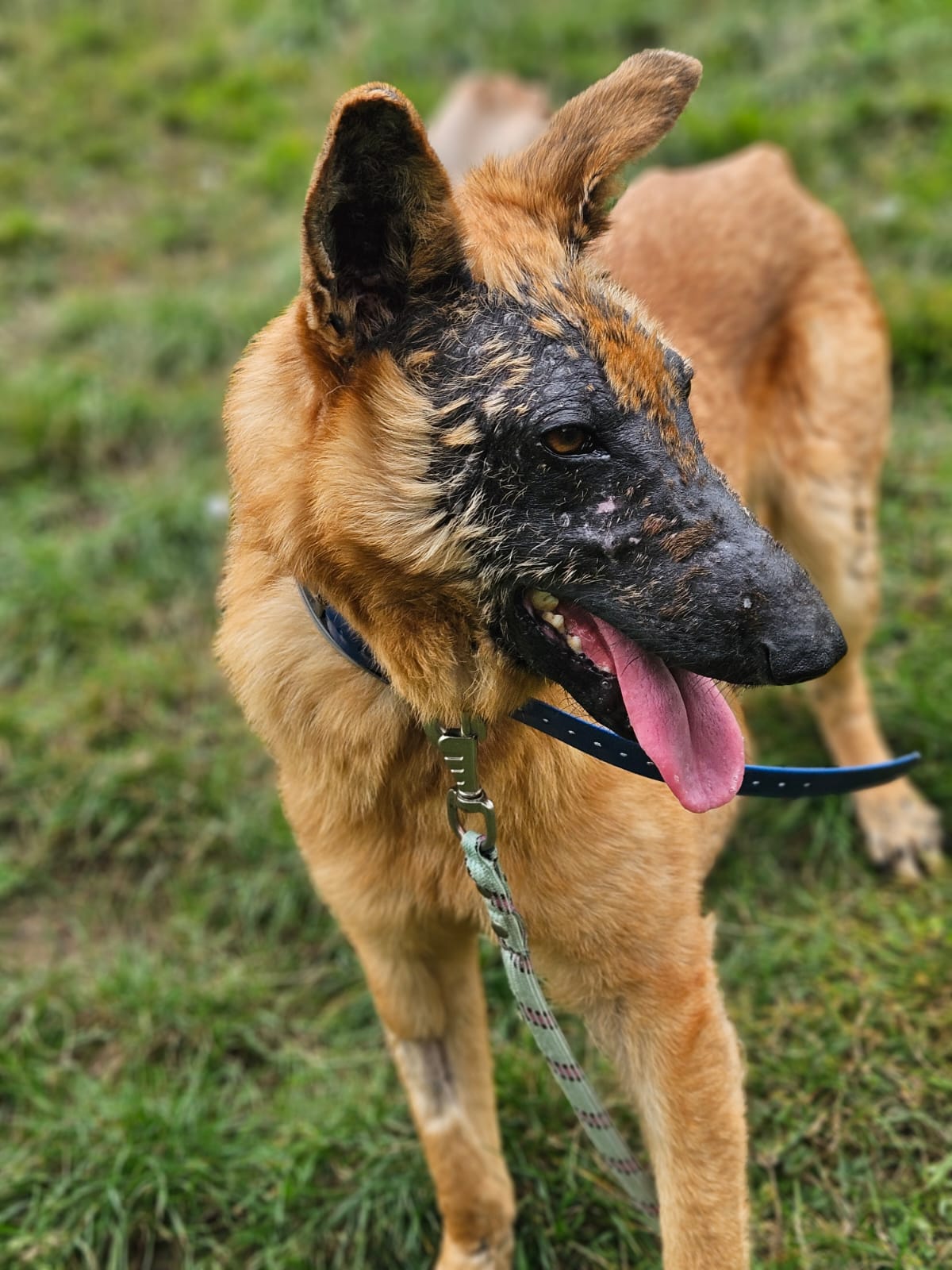 Giroux ♂️ – Image 15