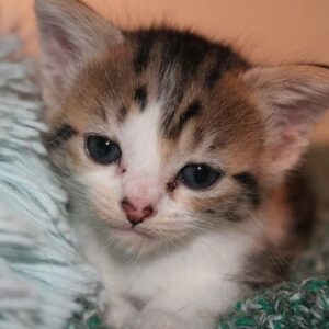 Willow ♀️ adoption en cours