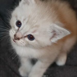 Buffy ♀️ adoption en cours