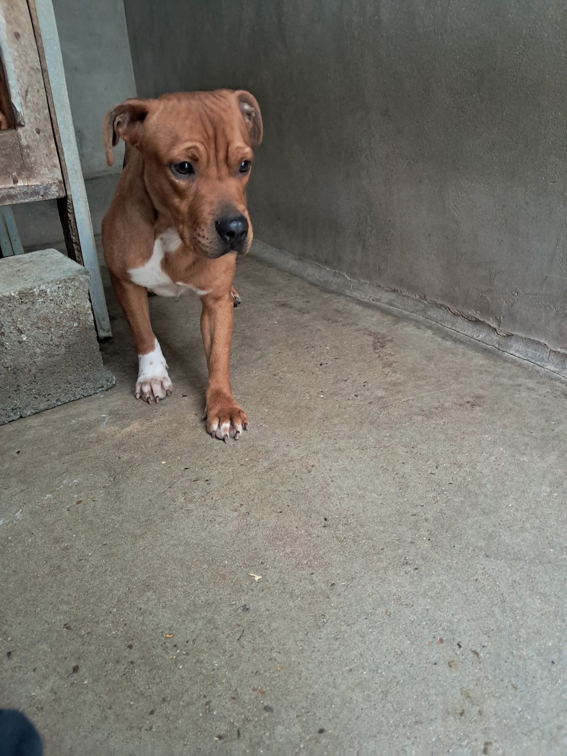 Ron ♂️ adoption en cours – Image 2