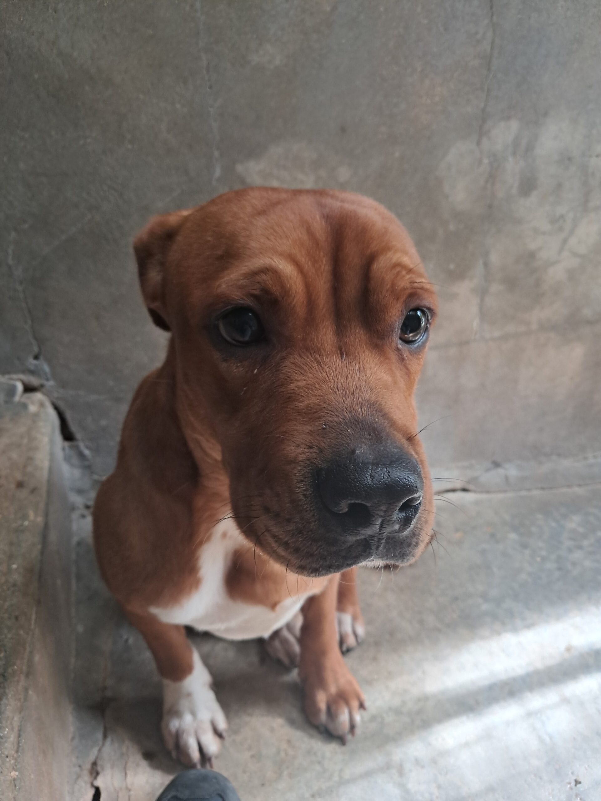 Ron ♂️ adoption en cours – Image 3