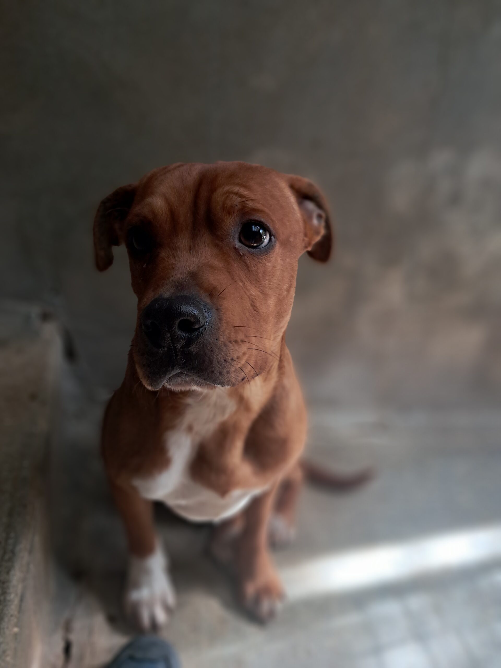 Ron ♂️ adoption en cours – Image 4