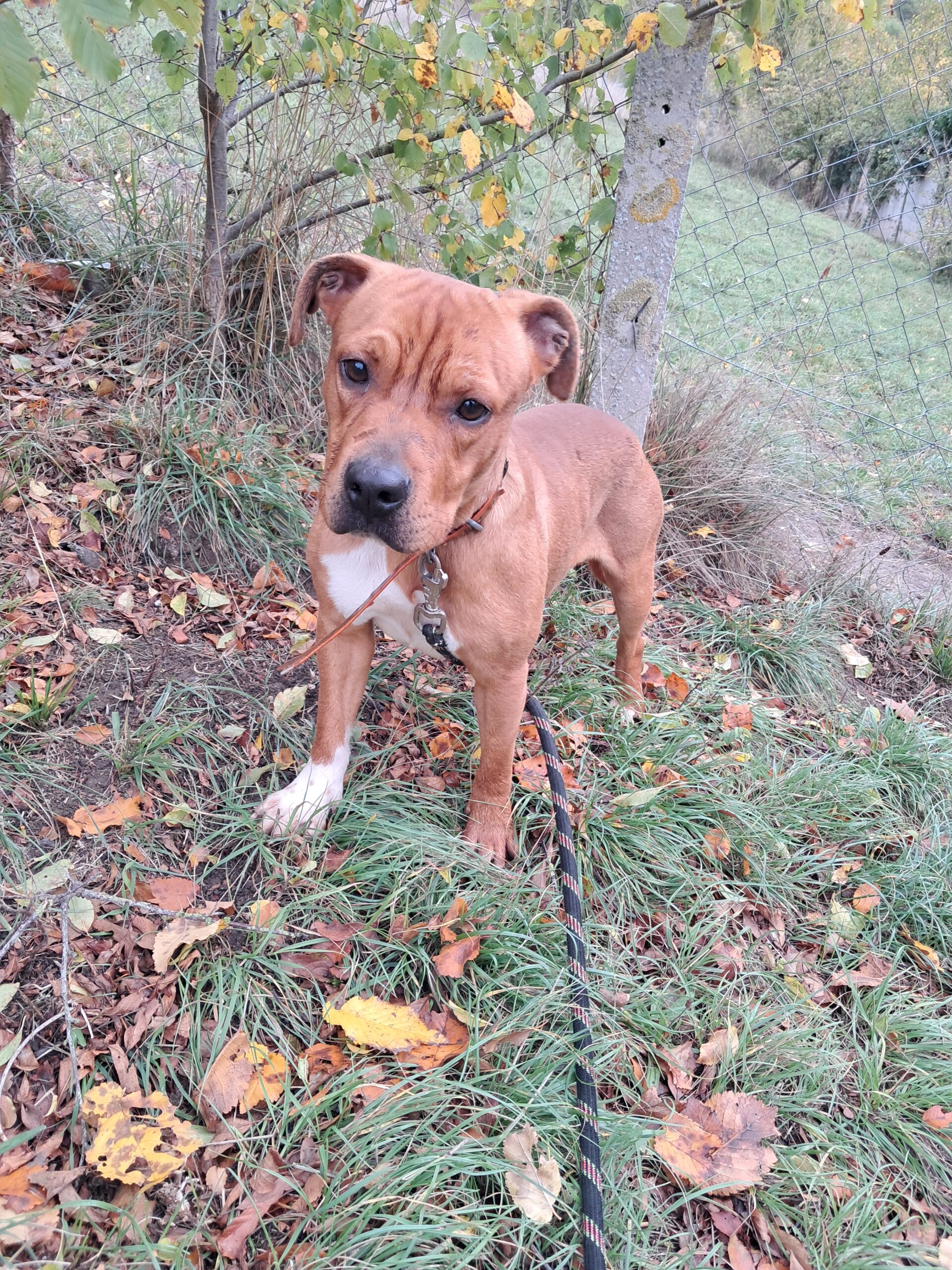 Ron ♂️ adoption en cours – Image 5