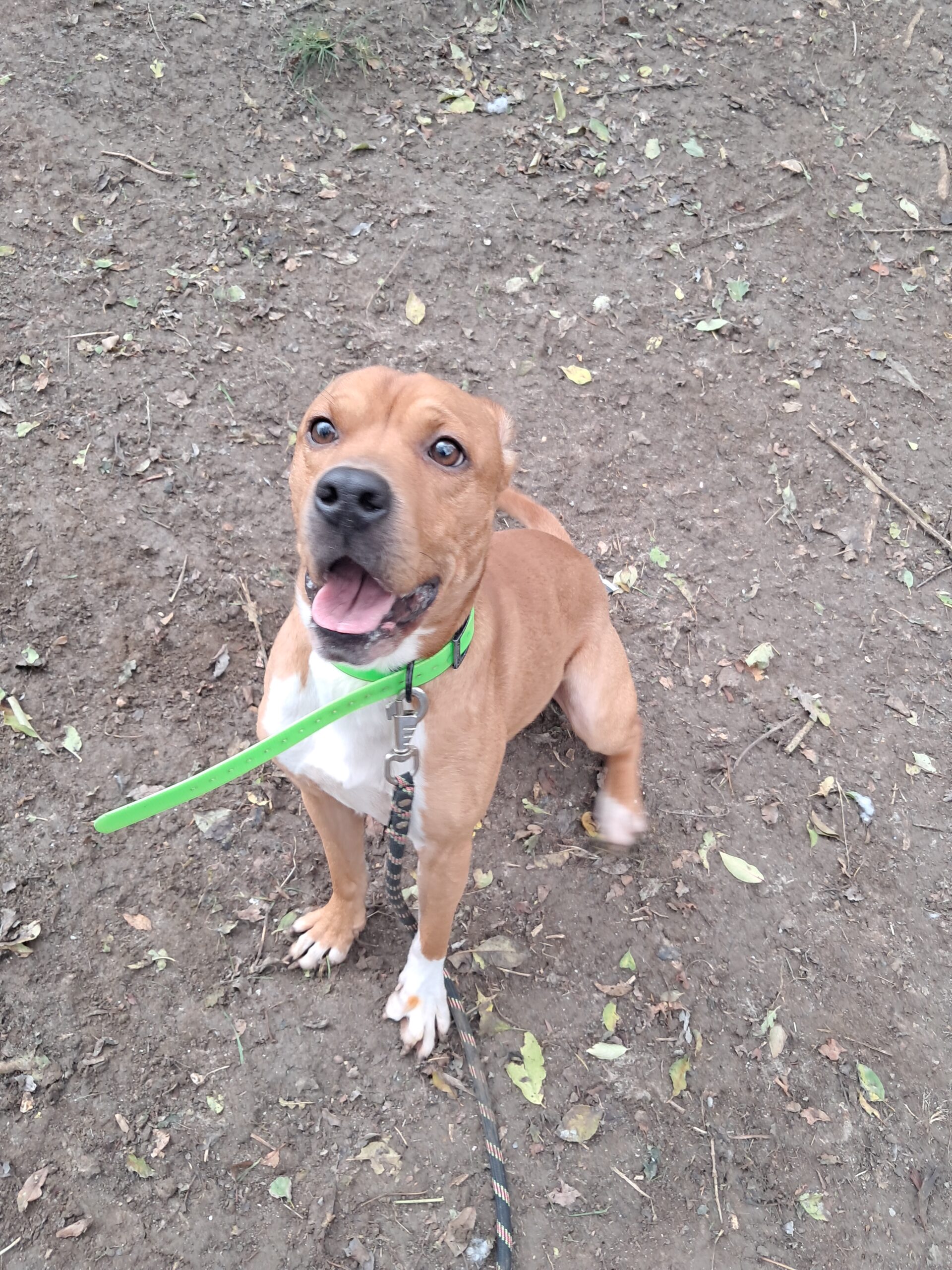 Tyson ♂️ placement interne – Image 9