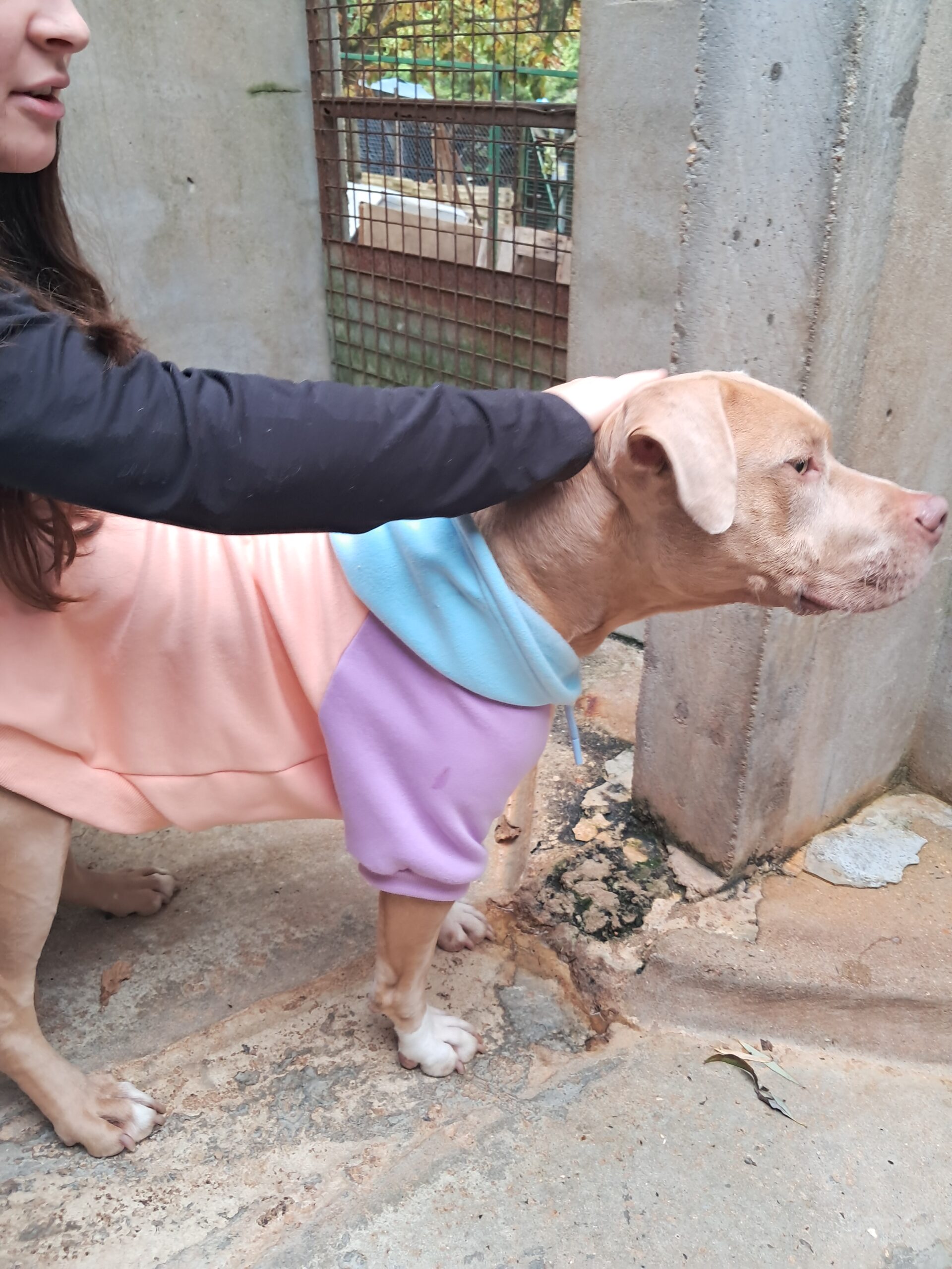 Ecko ♂️ – Image 3