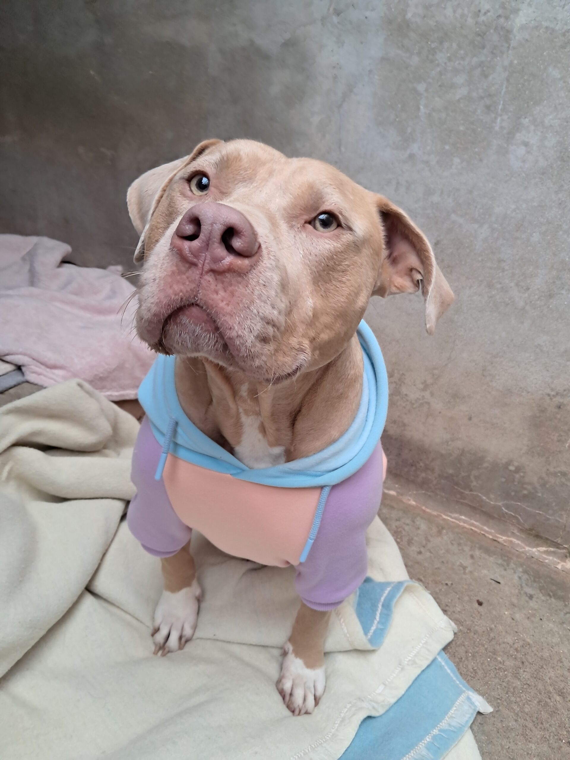 Ecko ♂️ – Image 4