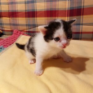 Auréo ♀️ adoption en cours