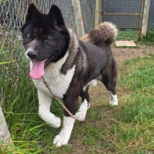 Rosko ♂️ adoption en cours