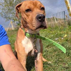 Tyson ♂️ adoption en cours