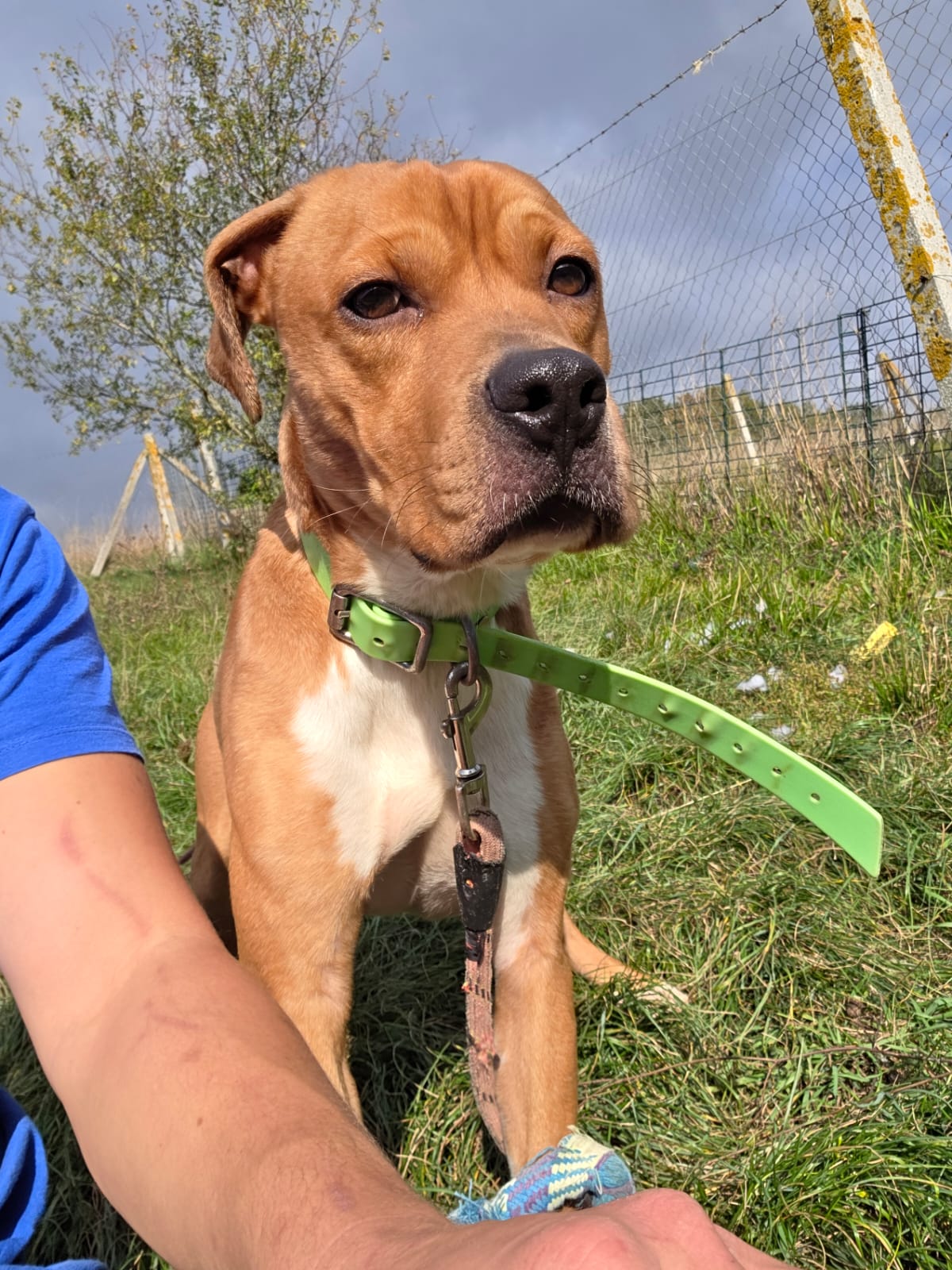 Tyson ♂️ placement interne – Image 2