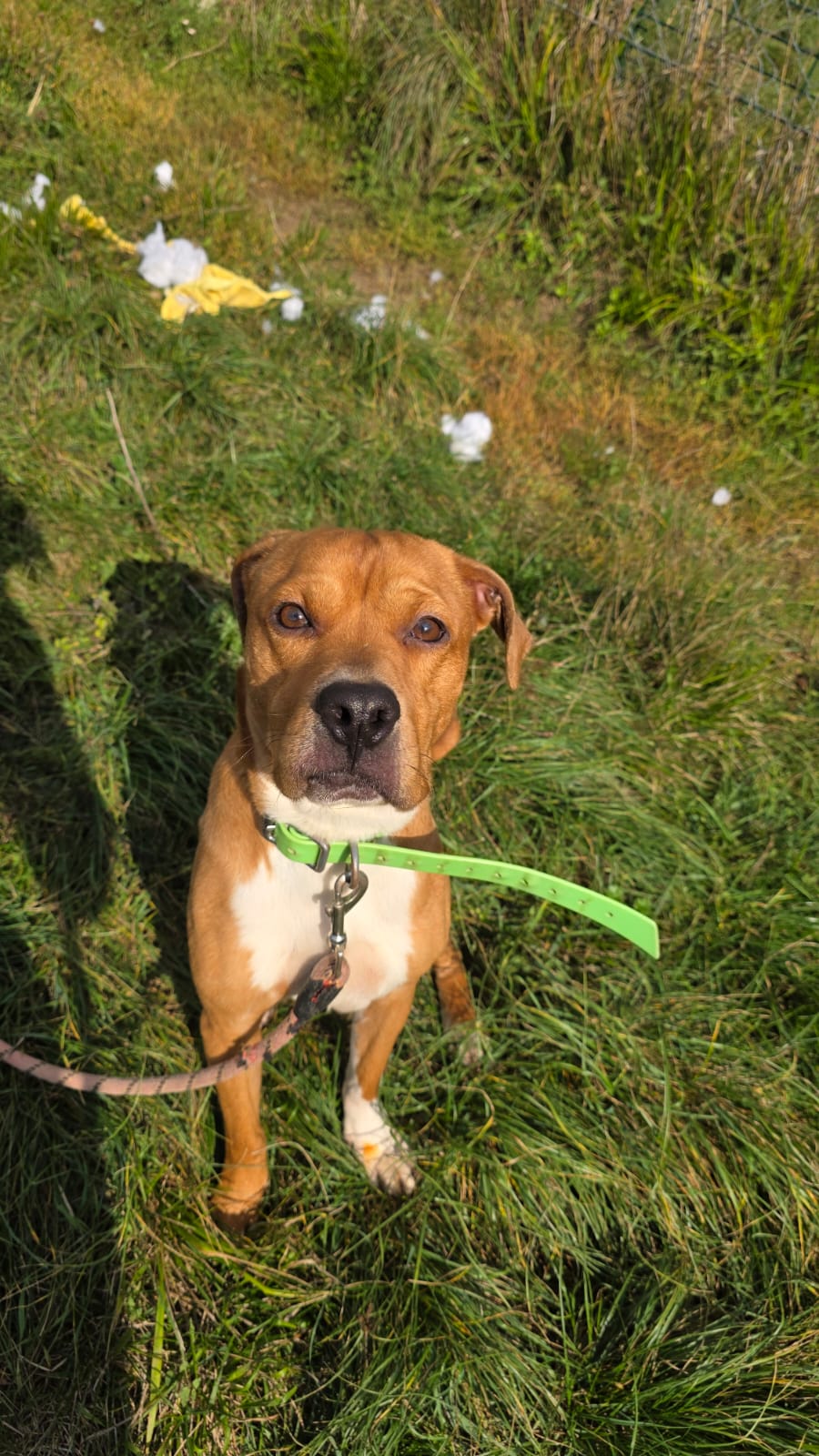 Tyson ♂️ placement interne – Image 3