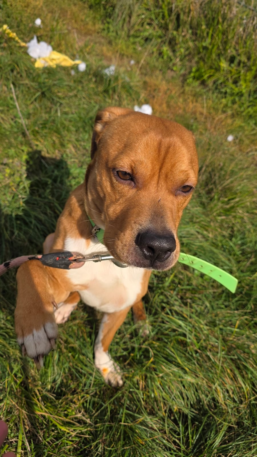 Tyson ♂️ placement interne – Image 4