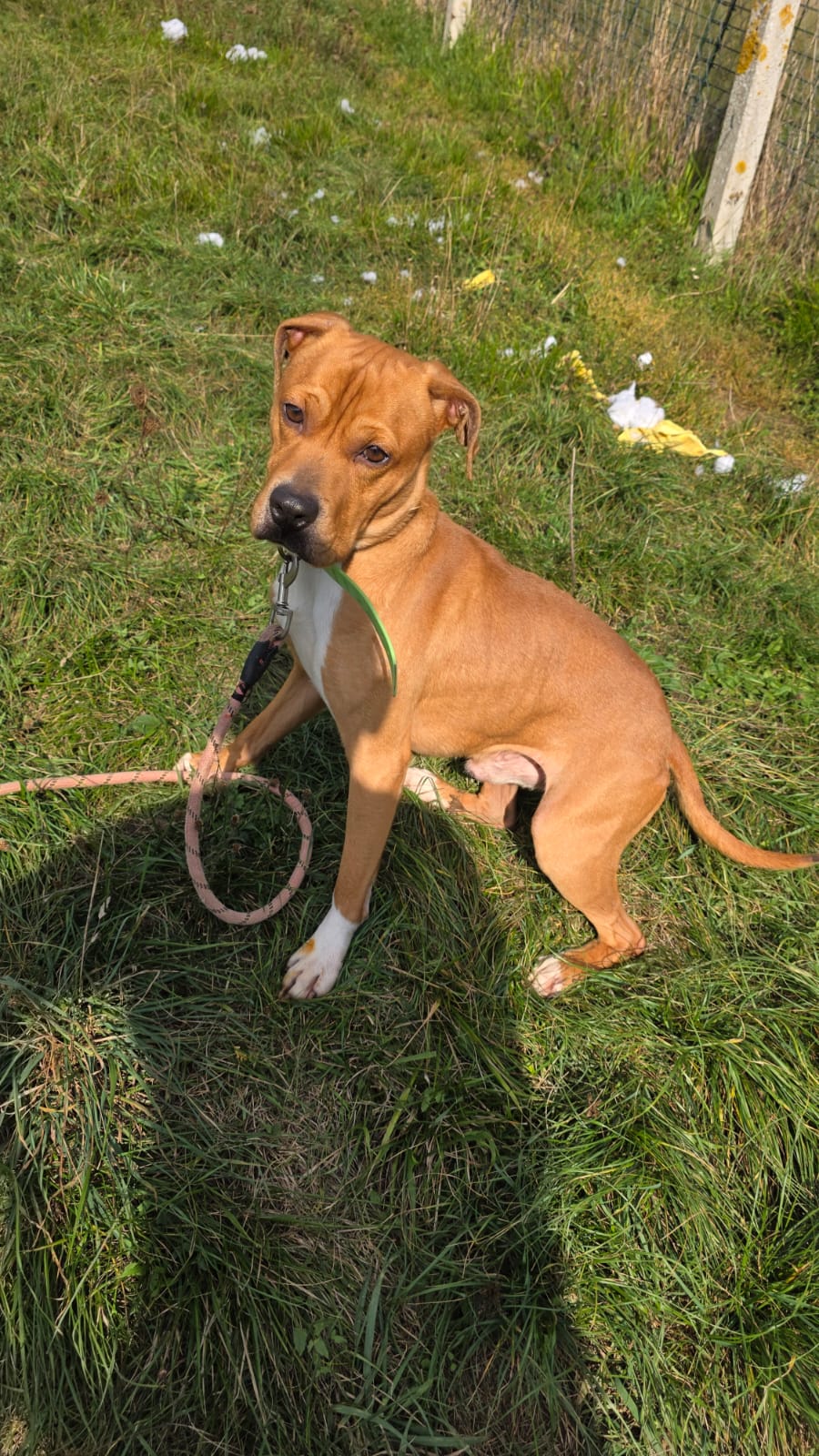 Tyson ♂️ placement interne – Image 7