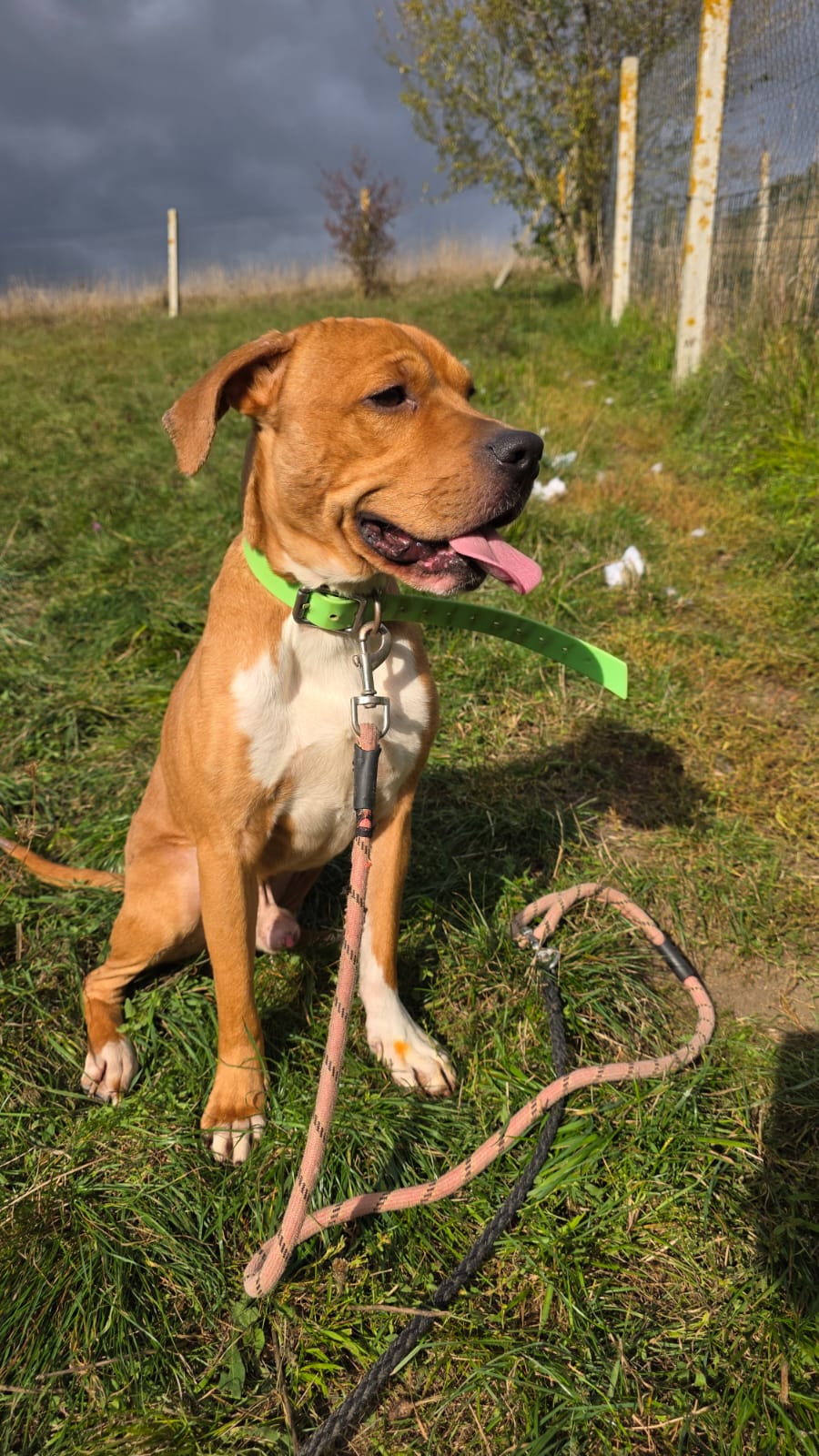 Tyson ♂️ placement interne – Image 6