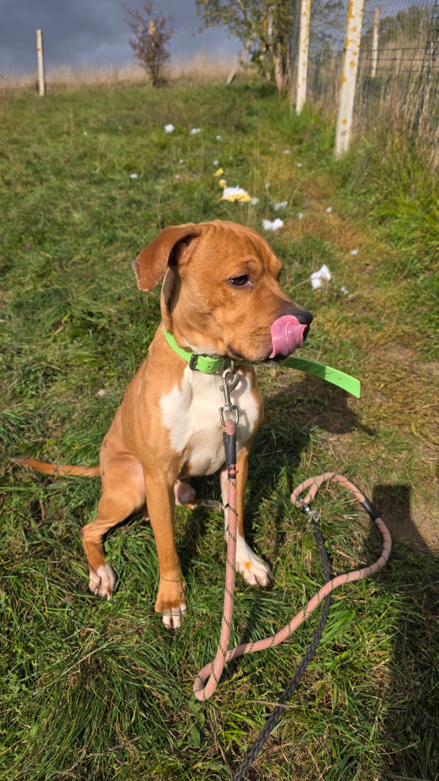 Tyson ♂️ placement interne – Image 5