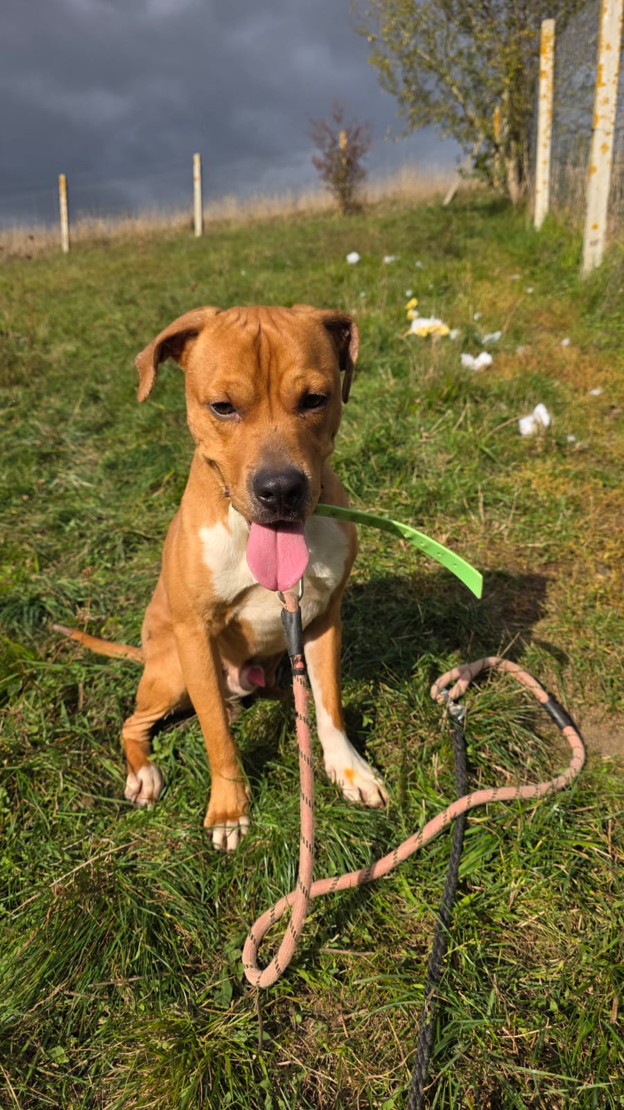 Tyson ♂️ placement interne – Image 8