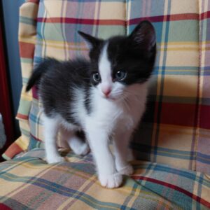 Bounty ♀️ adoption en cours