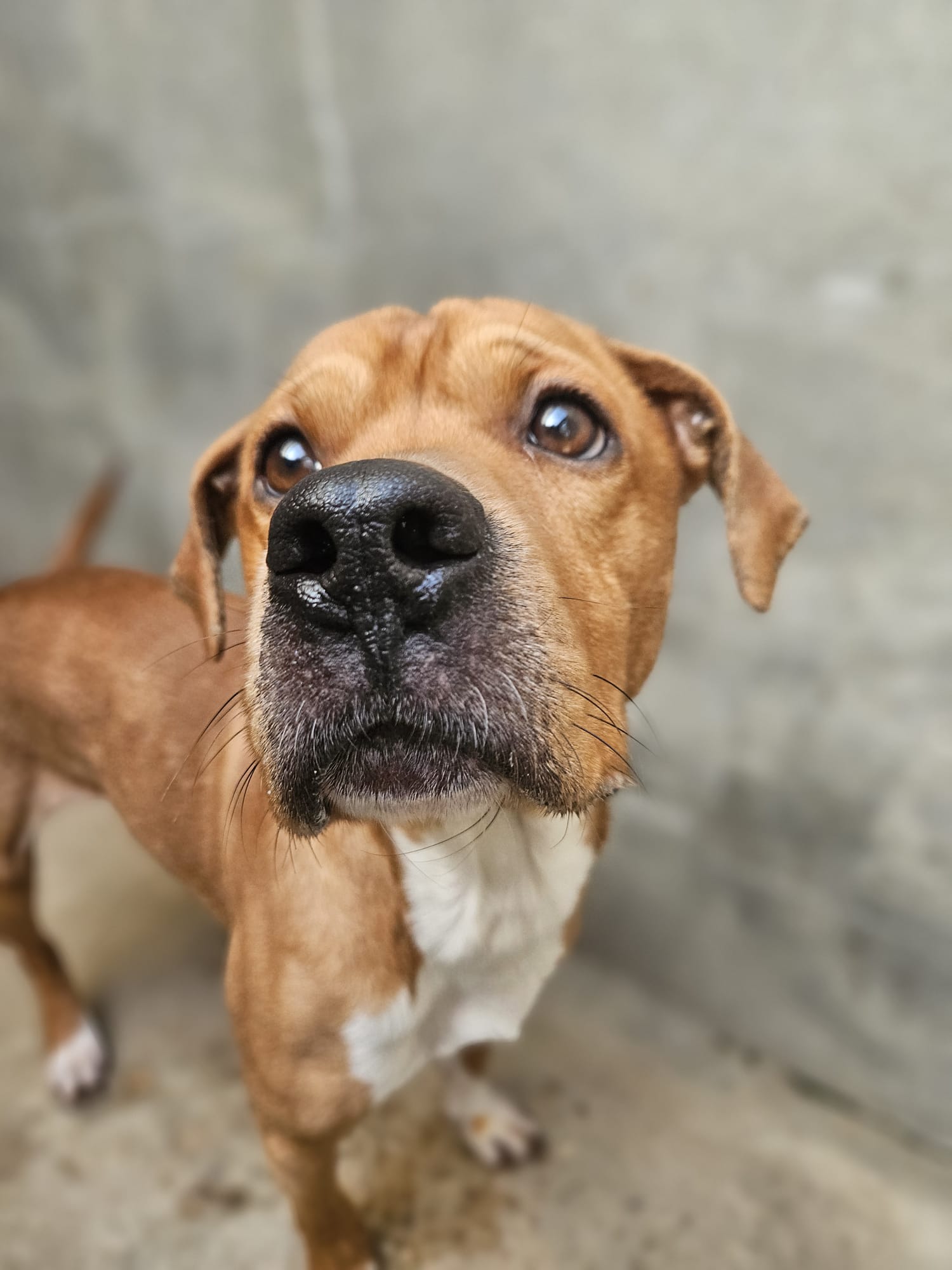 Tyson ♂️ placement interne – Image 17