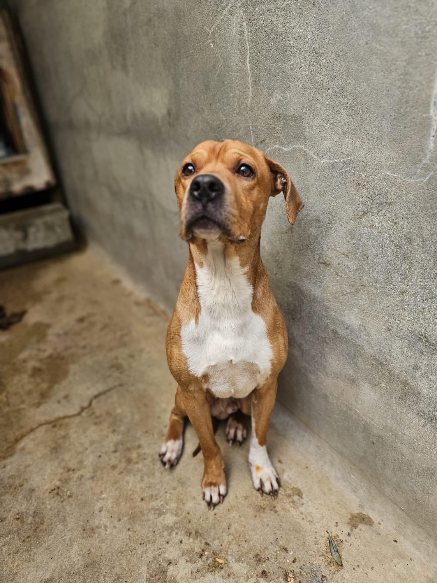 Tyson ♂️ placement interne – Image 16