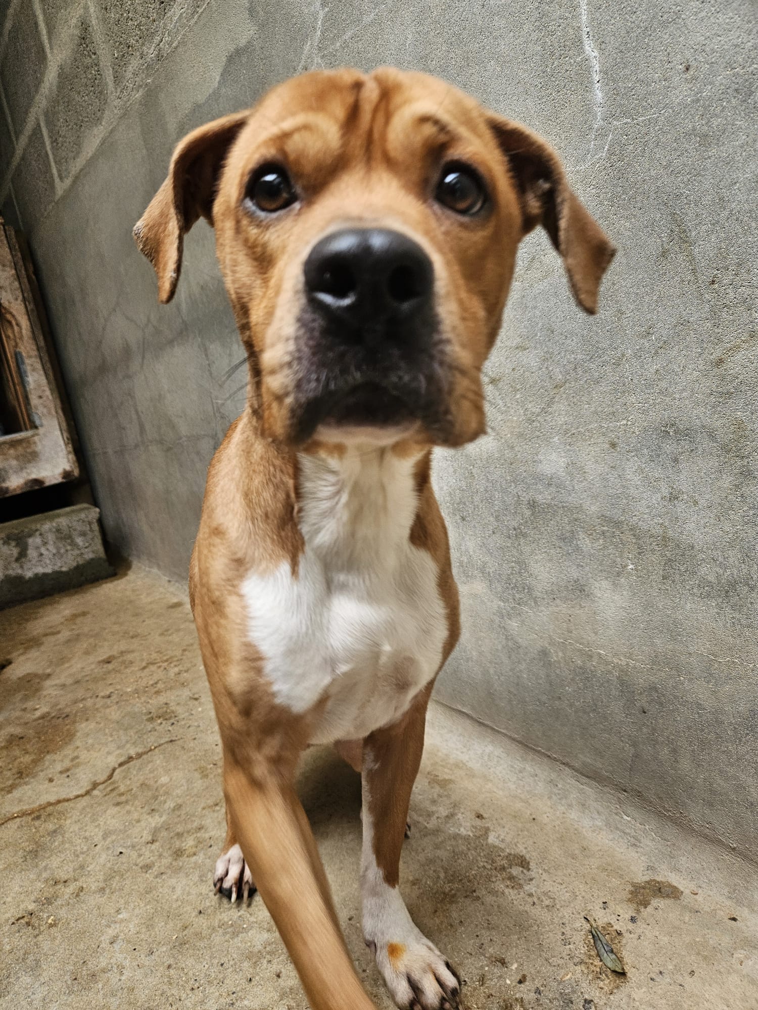 Tyson ♂️ placement interne – Image 15