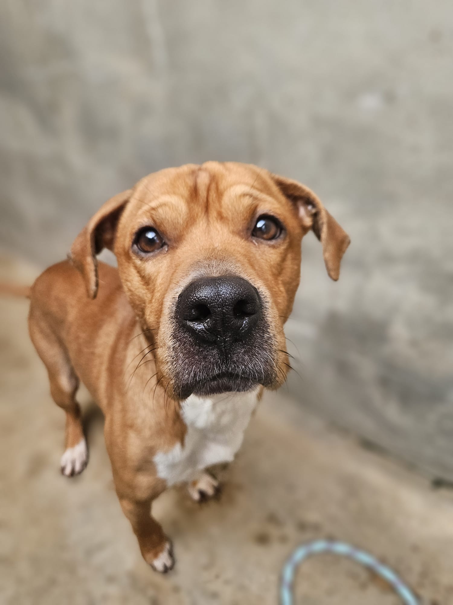 Tyson ♂️ placement interne – Image 14