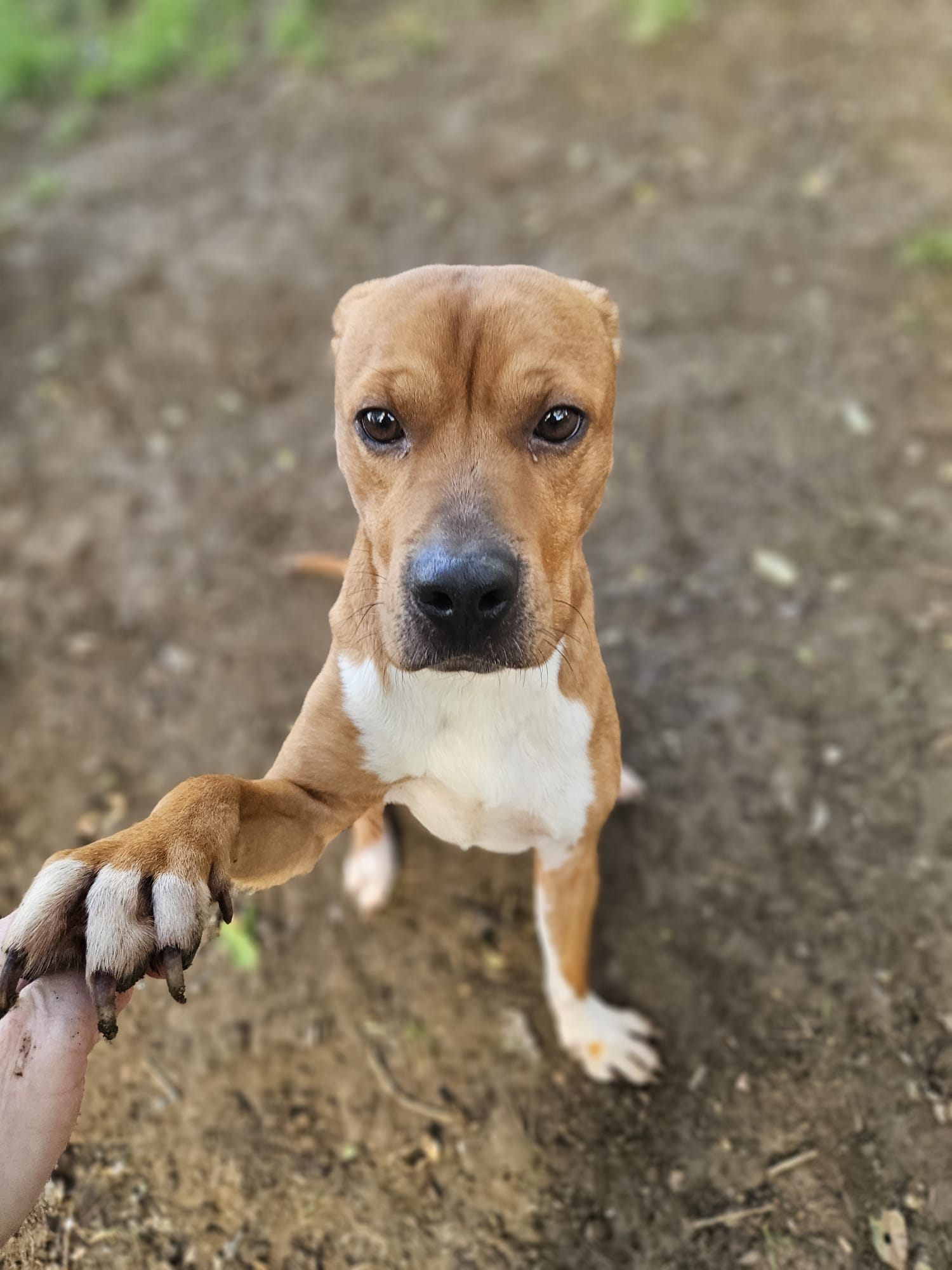 Tyson ♂️ placement interne – Image 11