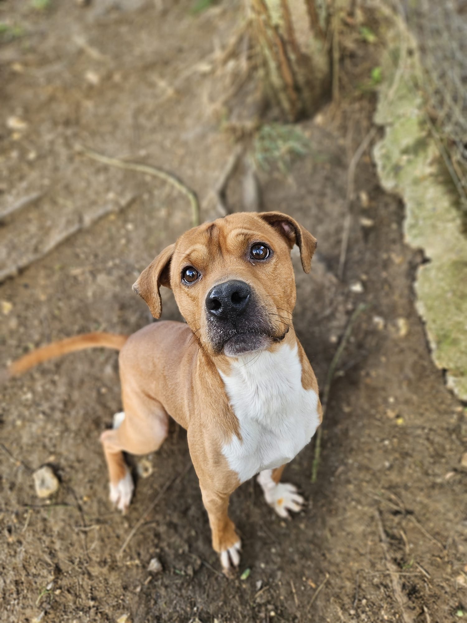 Tyson ♂️ placement interne – Image 10