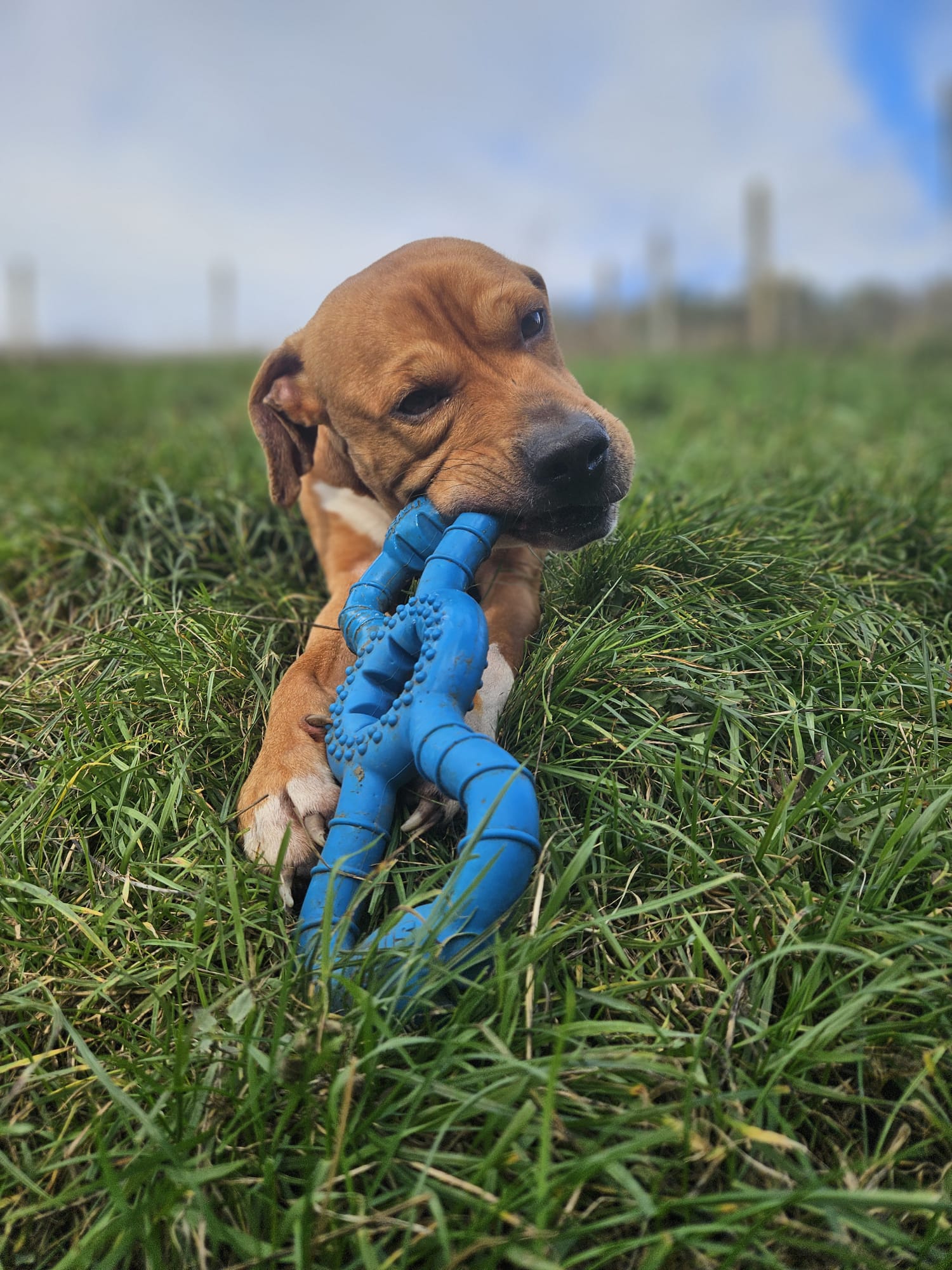 Tyson ♂️ placement interne – Image 12