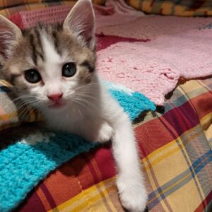 Malibu ♂️ adoption en cours