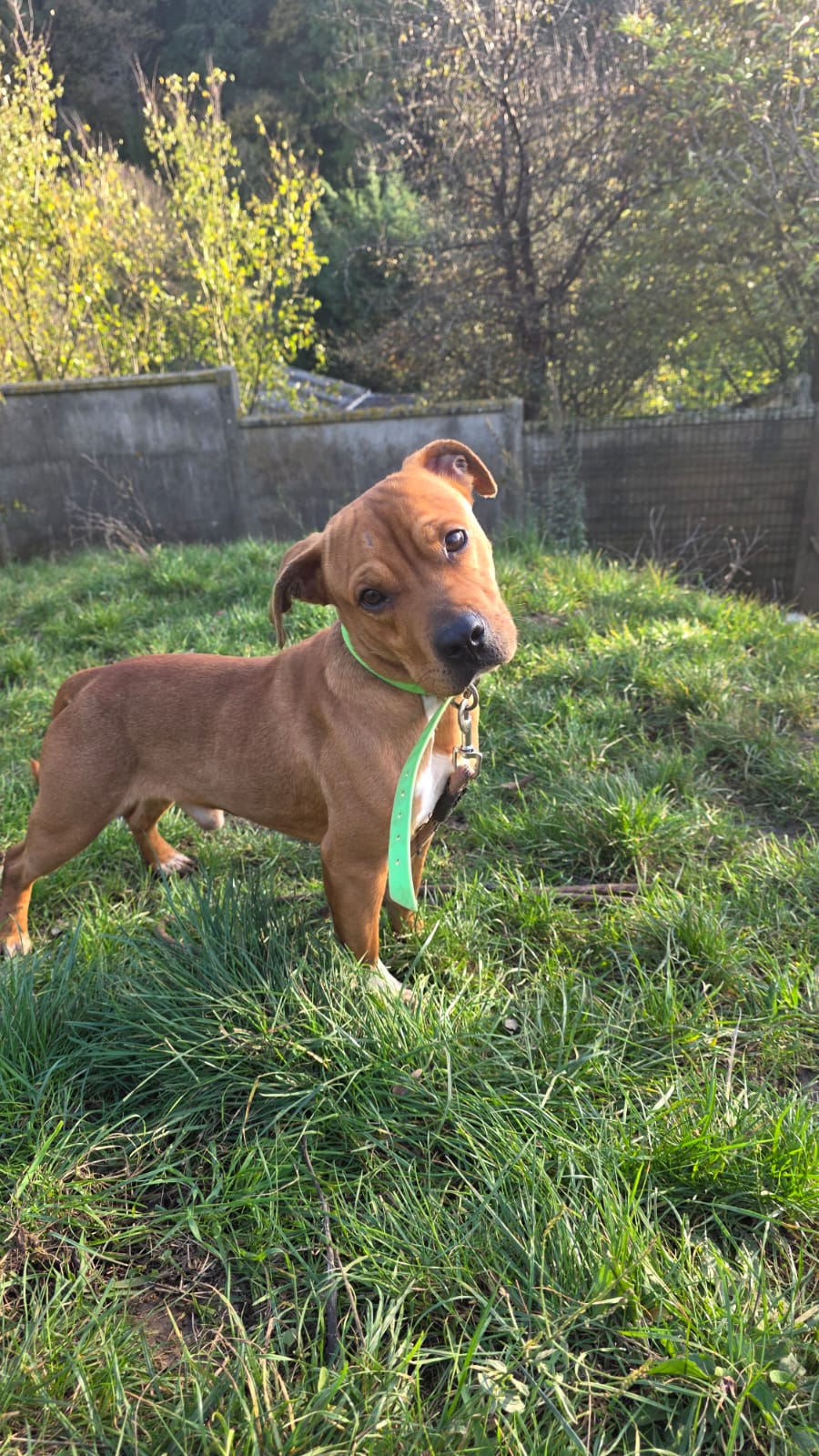 Ron ♂️ adoption en cours – Image 7