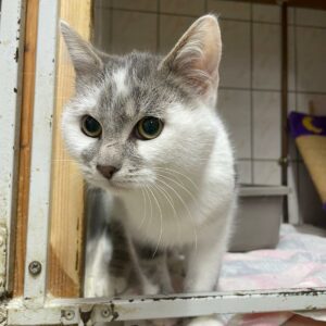 Verne ♂️ adoption en cours