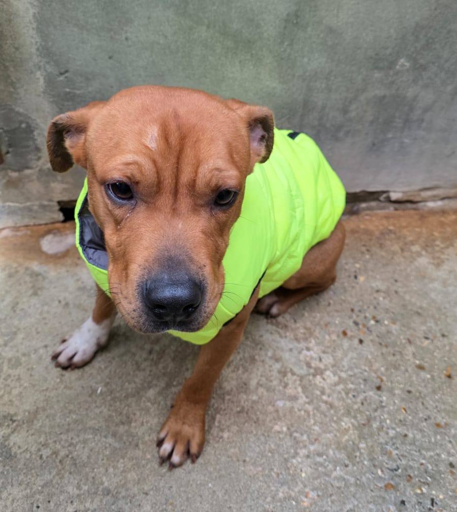 Ron ♂️ adoption en cours – Image 6